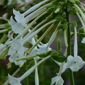 Nicotiana x sanderae 'Sensation blanc' fleur (3)
